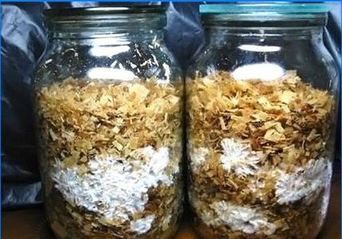 Pěstování shiitake a medové agariky na osobním pozemku