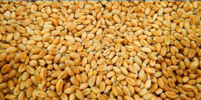 Jak si vybrat pšenici