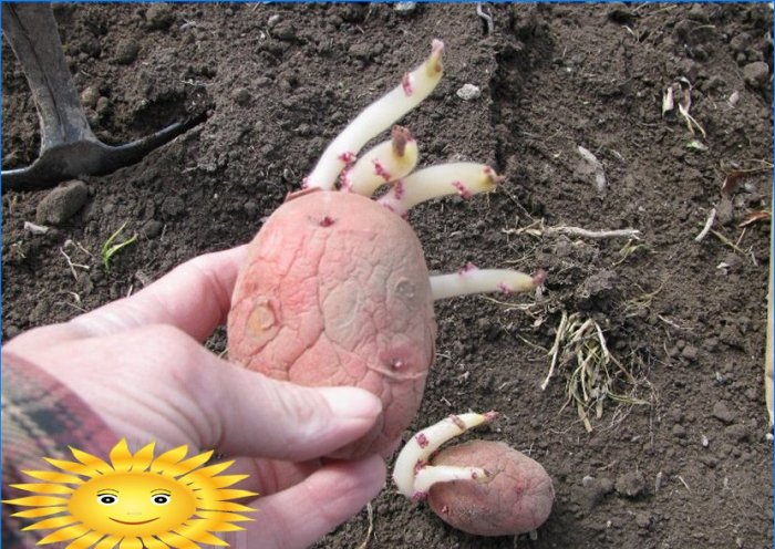 Výsadba brambor: výsadba brambor pod slámou