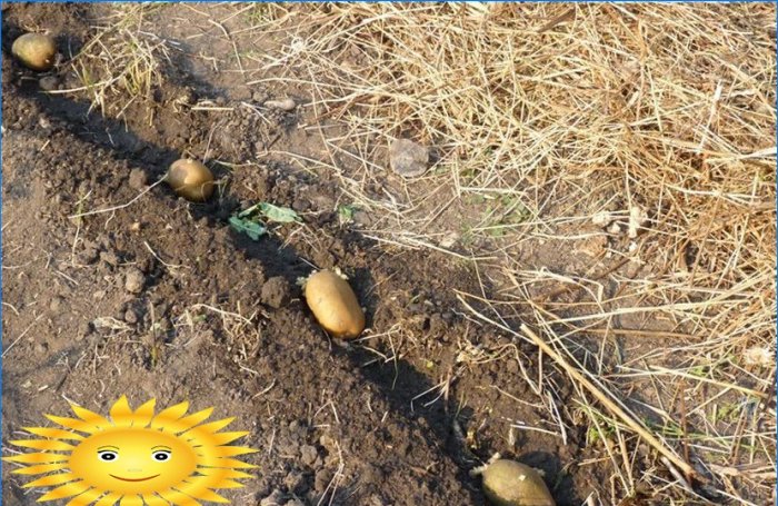 Výsadba brambor: výsadba brambor pod slámou