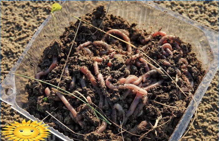 Ekologické zemědělství: žížaly jsou hlavním ukazatelem plodnosti