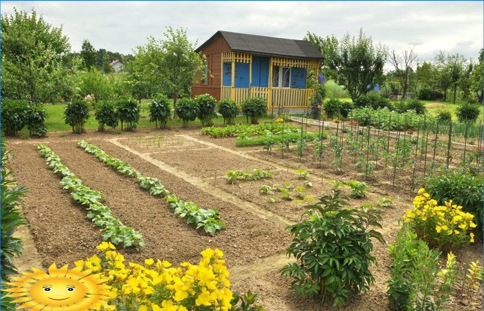 Dobře udržovaná zeleninová zahrada