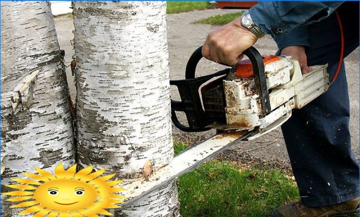 Jak řezat strom bez porušení zákona