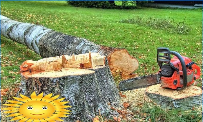 Jak řezat strom bez porušení zákona