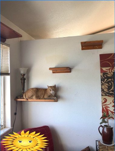 Kočičí police na zdi