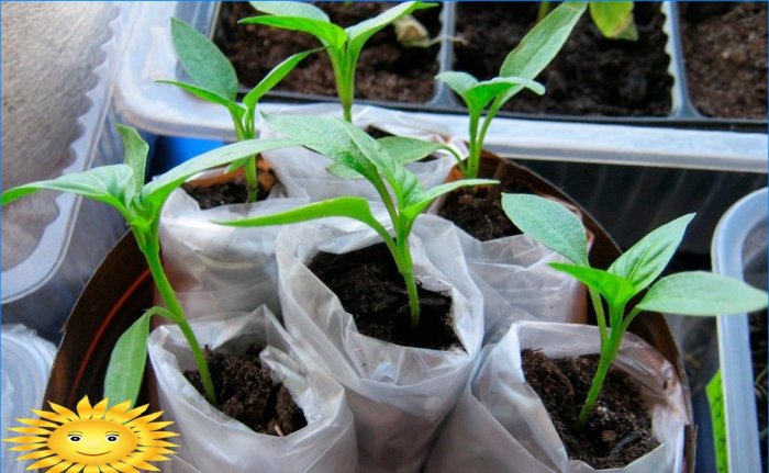 Jak pěstovat sazenice v šnek a plenka