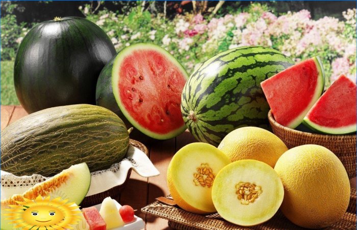 Melouny na místě: pěstujeme melouny a vodní melouny
