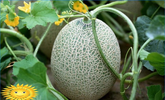Meloun v zahradě
