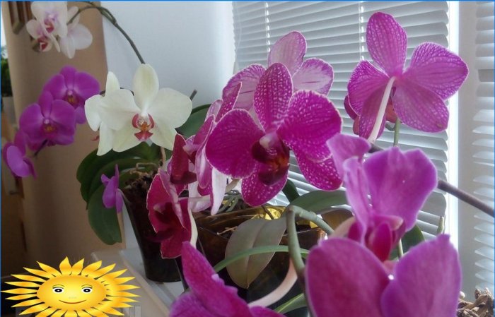 Ochrana orchidejí před sluncem