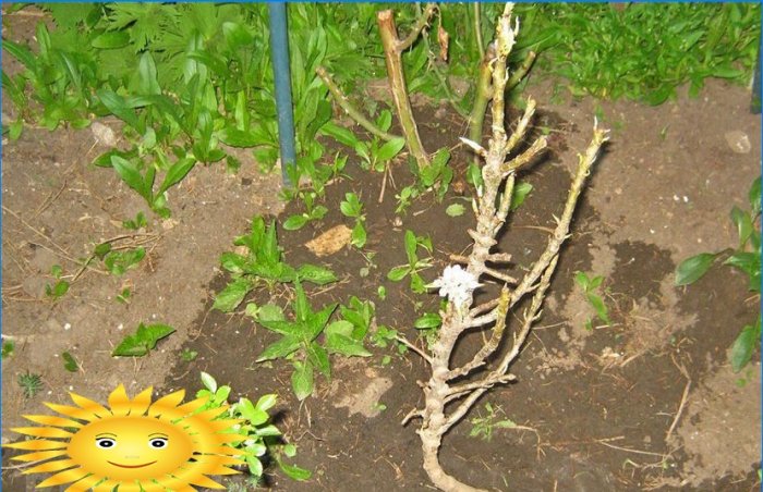 Originální zahrada - sloupové ovocné stromy na vašem webu