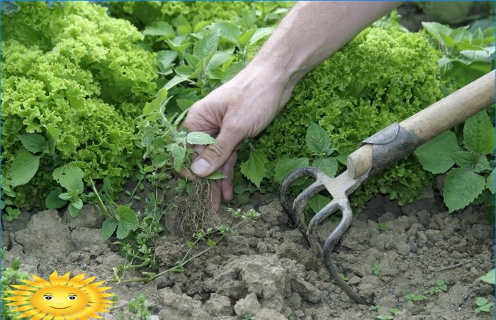 Plevel: jak neztratit zeleninovou zahradní bitvu