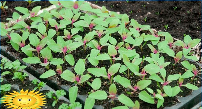 Pěstování špenátu venku: výsadba a péče