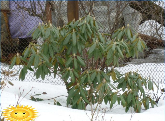 Rostliny pro zdobení webu v zimě
