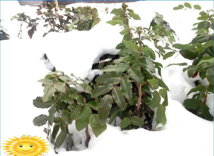 Rostliny pro zdobení webu v zimě