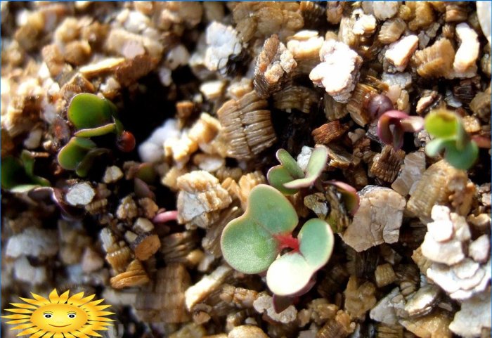 Klíčení semen ve vermikulitu