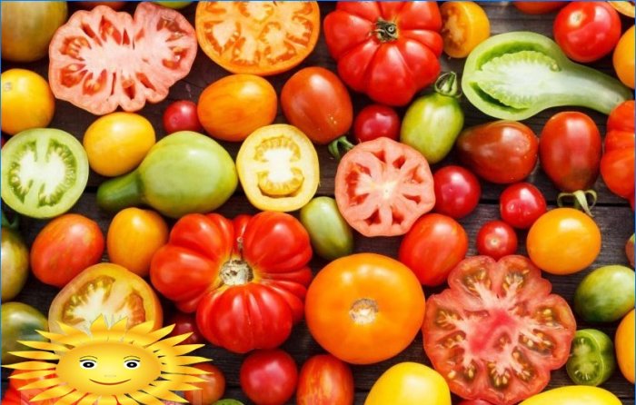 Výsadba rajčat