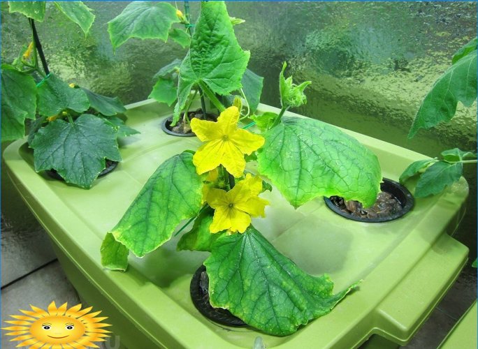 Domácí hydroponická rostlina