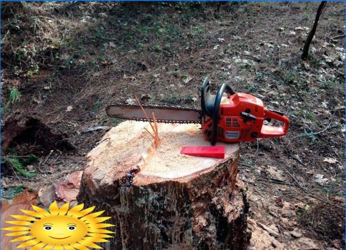 Jak správně snížit strom a vyplnit ho správným směrem
