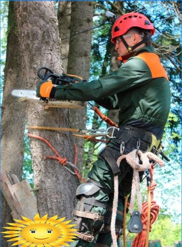 Jak správně snížit strom a vyplnit ho správným směrem