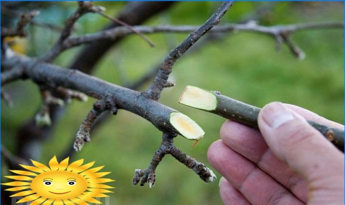 Jarní roubování ovocných stromů