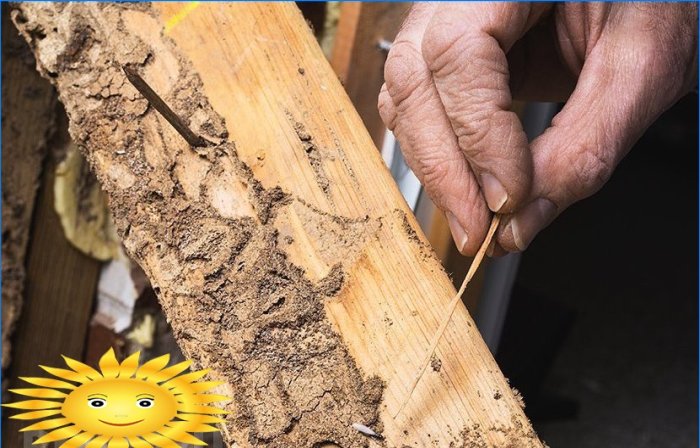 Kůra brouci, shashel, termiti. Jak se vypořádat s dřevěnými škůdci