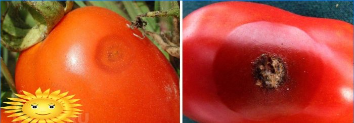 Antracitóza na rajčatovém ovoci