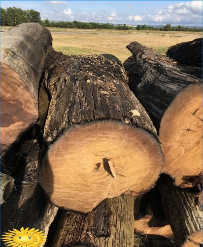 Obarvené dřevo: vlastnosti a použití