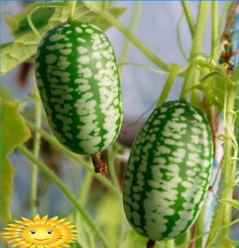 Okurka melounová nebo meloun okurka: pěstování a péče