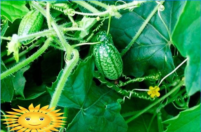 Okurka melounová nebo meloun okurka: pěstování a péče