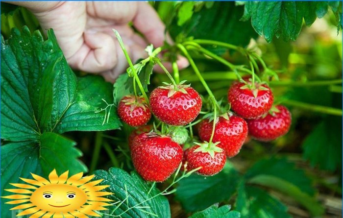 Zahradní jahody - vše o odrůdách a výsadbě