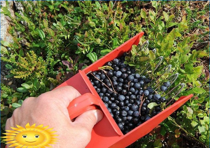 Berry pickers: vlastnosti výběru a použití