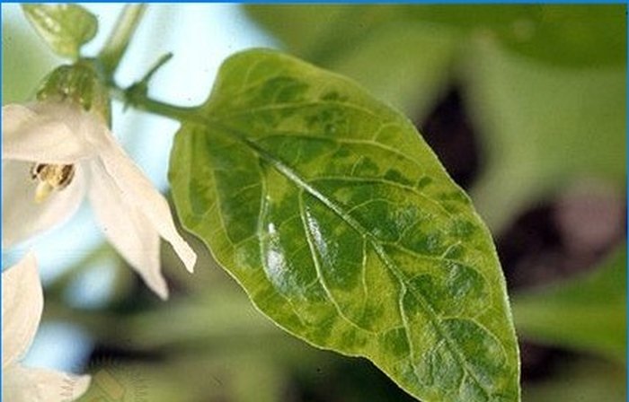 Bio zemědělství. Jak chránit papriku před škůdci a nemocemi