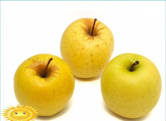 Jablka jsou jiná: rozumíme populárním druhům jabloní