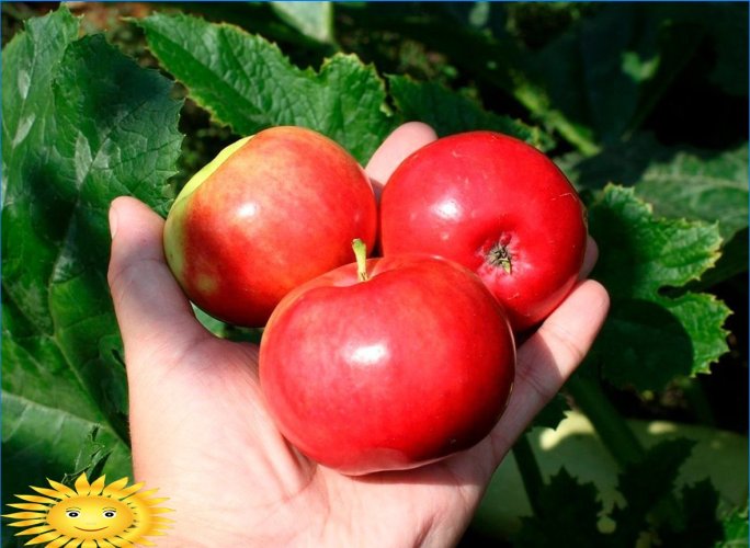 Jablka jsou jiná: rozumíme populárním druhům jabloní