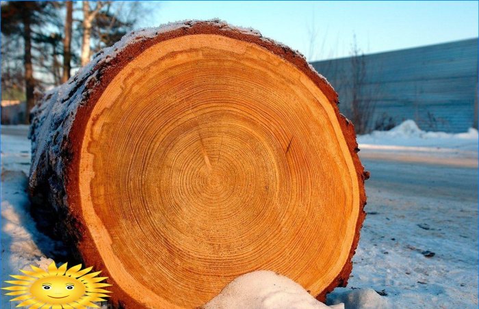 Jaké dřevo si vybrat pro stavbu srubu