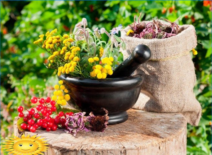 Rostliny pro vytvoření lékárnické zahrady s vlastními rukama