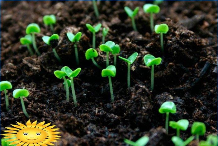 Sapropel se používá k hnojení pěstovaných rostlin