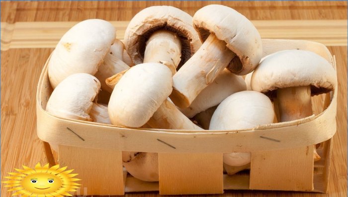 Bílé houby v košíku