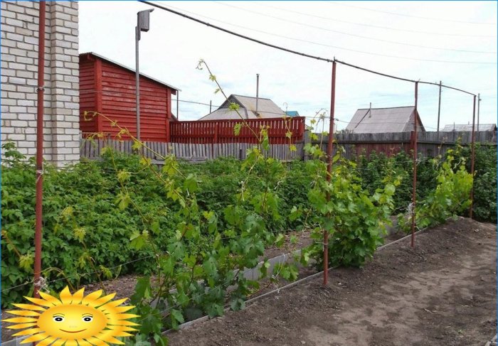 Trellis pro hrozny: odrůdy a vlastnosti