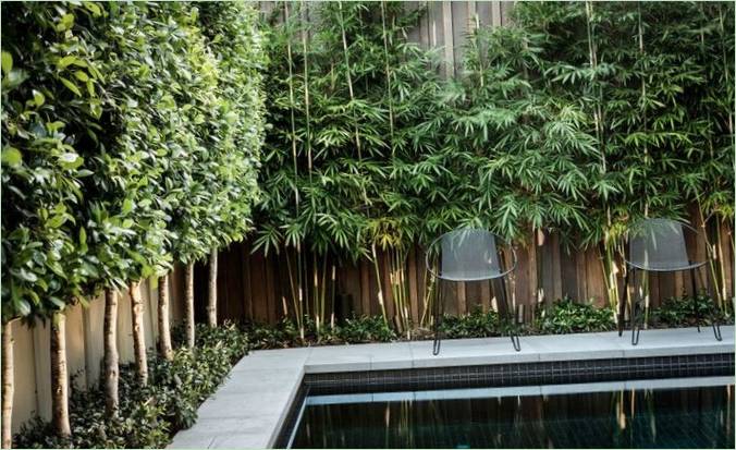 Živý plot na zahradě: Vysoký bambus