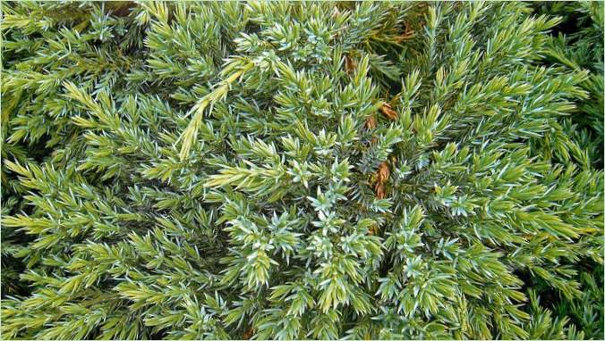 Jehličnany pro kamenité zahrady: Juniperus scaly Blue Carpet