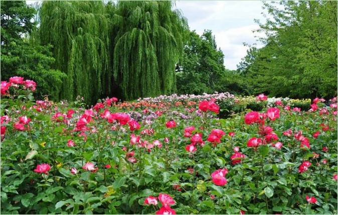 Regents Park Landscaping v Londýně