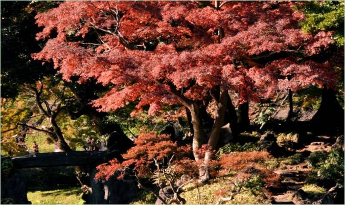 Zahrada Koraku-en v Japonsku