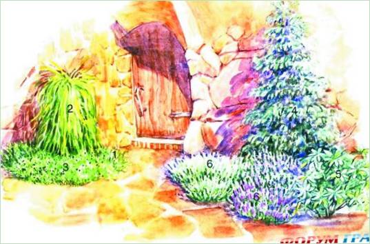 Arboretum s jehličnany před vchodovými dveřmi
