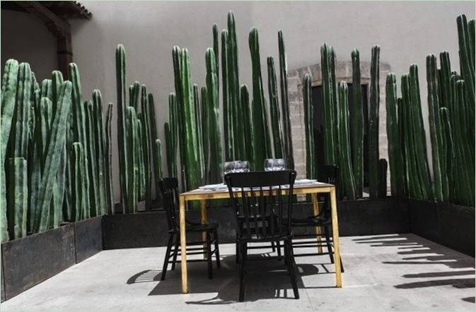 Živý plot v zahradě: kaktusy