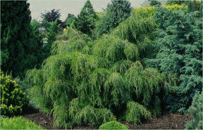 Jehličnany pro kamenité zahrady: Juniperus virginis Pendula