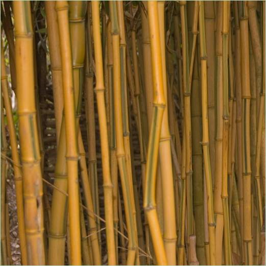 Fotografie bambusu pro terénní úpravy