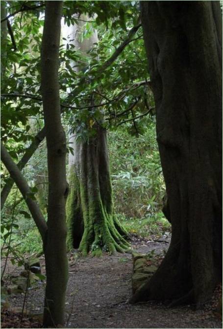 Ztracené zahrady Heligan ve Velké Británii