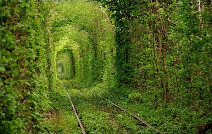 Tunel z větví stromů