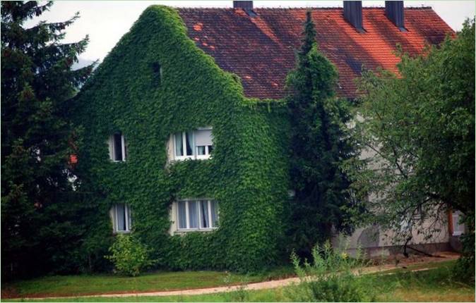 Břečťanem porostlá fasáda